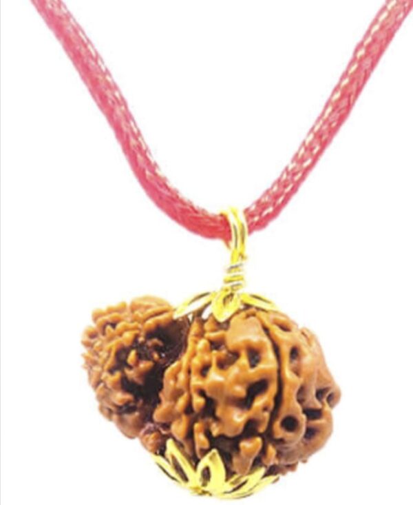 Garbh Gauri Faced Original Nepali Abhimantrit Rudraksha