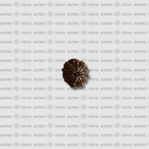 Nepali 14 Faced Rudraksha – Original & Abhimantrit