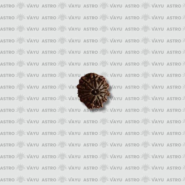 Nepali 14 Faced Rudraksha – Original & Abhimantrit