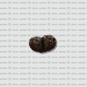 Nepali Gauri Shankar Rudraksha – Original & Abhimantrit