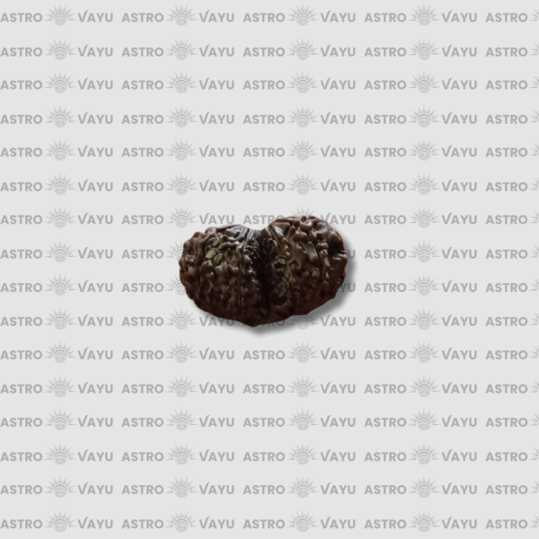 Nepali Gauri Shankar Rudraksha – Original & Abhimantrit